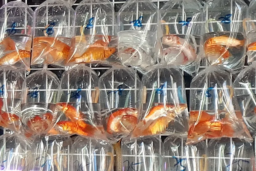 hk mk mongkok bute street aquarium shop tung choi street plastic bags goldenfish market september 2021 ss2 01