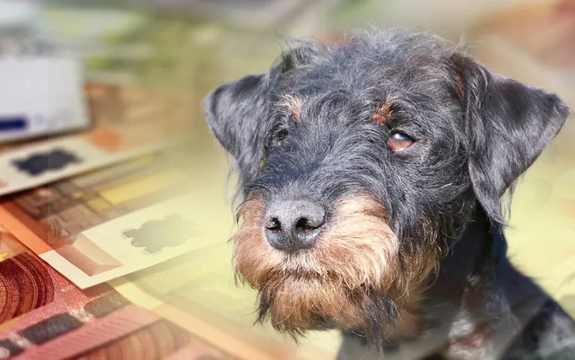 hondenbelasting pixa 915x518 1