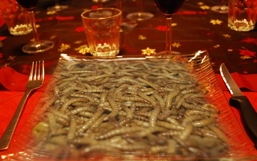 insecten dinner pixabay 915x518