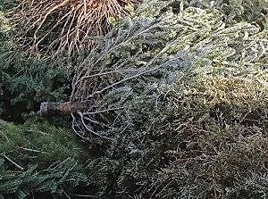 kerstbomen