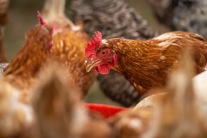 kippen andreas gllner pixabay