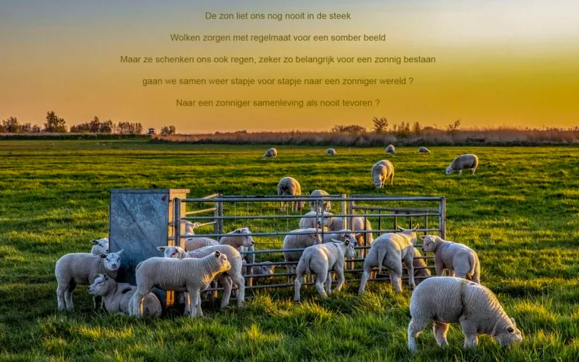 lammeren zonsopkomst tekst 915x518