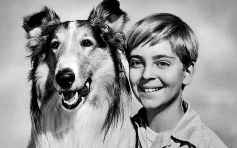 lassie tommy rettig circa 1955 wikipedia verhaal van de dag 120919