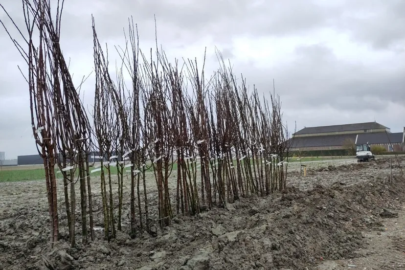 lincolnparkin ontwikkeling