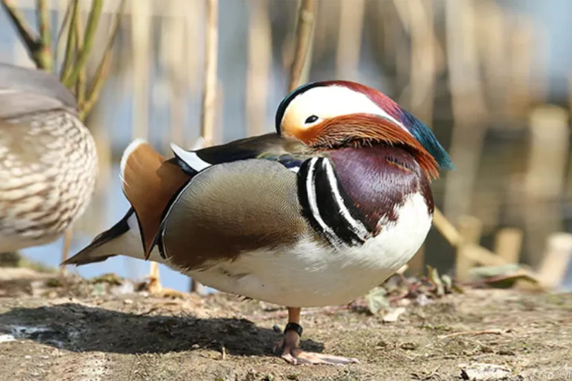 mandarijneen wim meijer fotografie