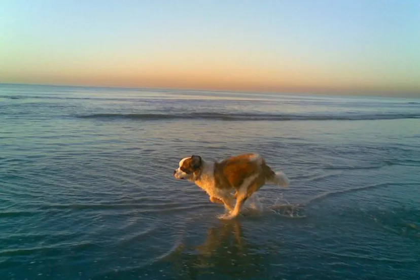 mccloud janneke van densen koper