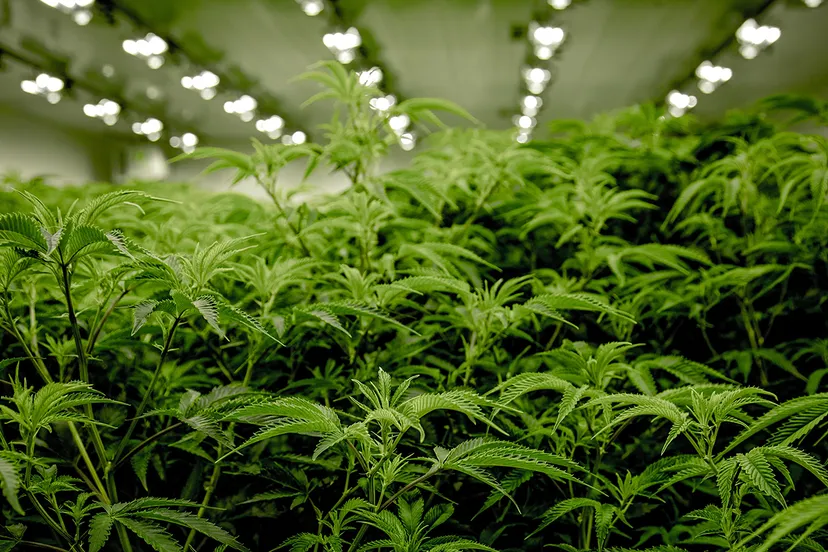 next green wave jpi6skrd rw unsplash