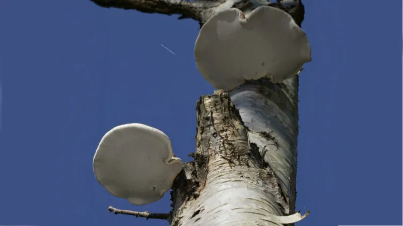 paddos mg 0164 1180x664 e1506420260109