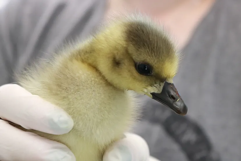 persbericht vogelrampenfonds haarlem 2 kijken vogelrampenfonds haarlem