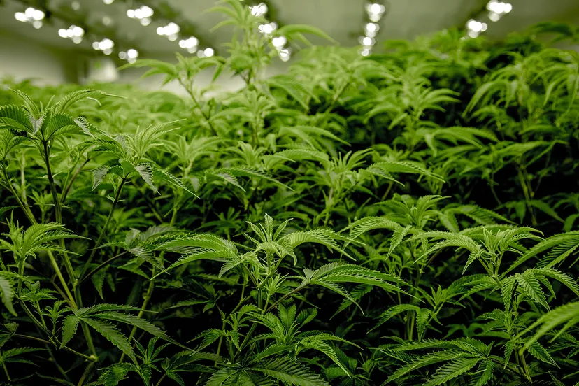 ryan lange jpi6skrd rw unsplash kopieren