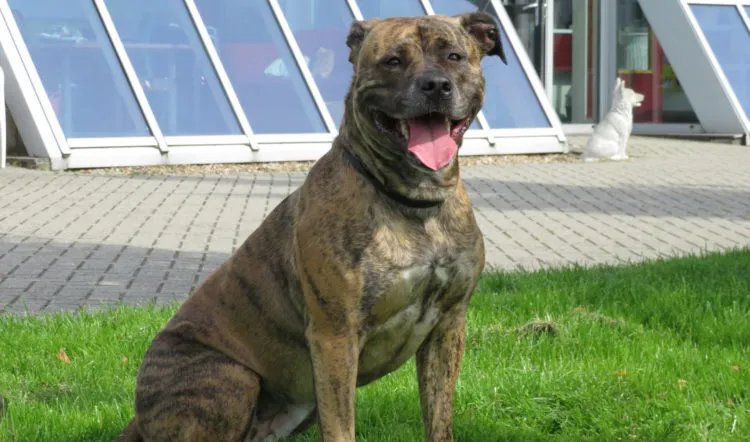 shiva e1505998434307