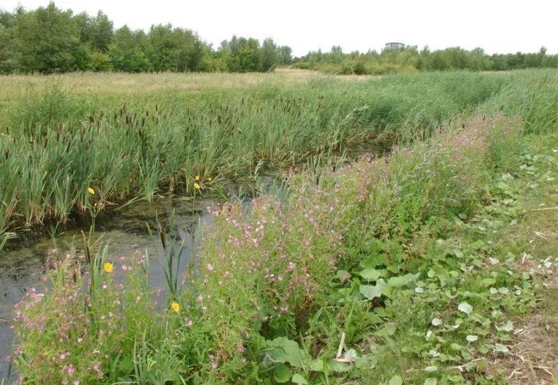 venneperhout e1505650465297