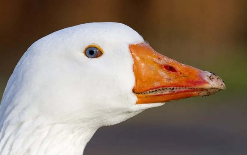 wim meijer fotografie gans1 915x518 1