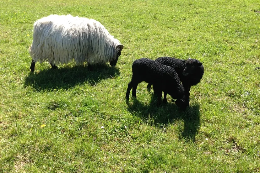 zwarte en witte schapen in het gras aangepast pexels