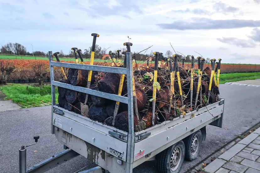 blog 24 november 800 kilosneeuwbalplanten kopie