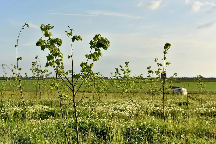 2025 01 2820groen20park21 kopie