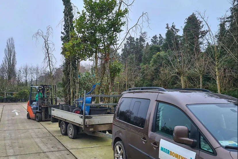 blog 26 januar ook zeer grote bomen worden uitgedeeld