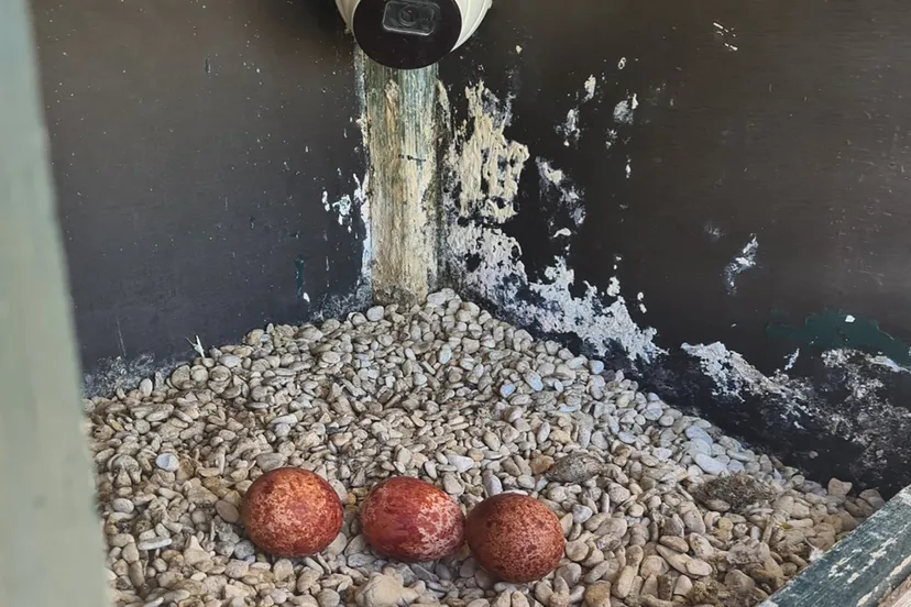 blog 26 april  de eerst 3 slchtvalk eieren