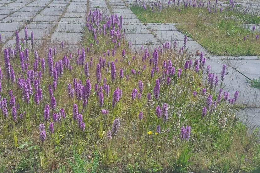 blog 7 juni orchideeenop een parkeer dak