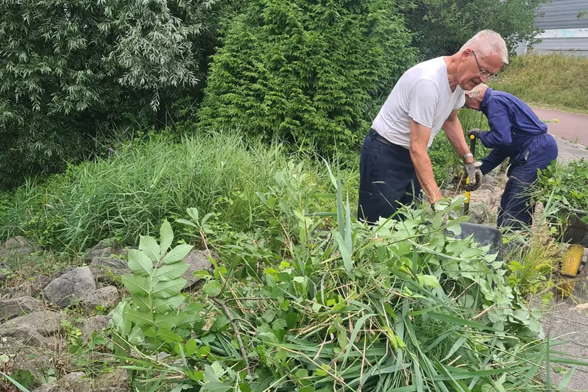 blog12 juli stene veld vooren na schonen
