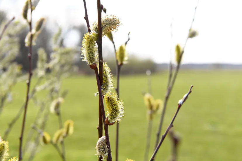 20210416 achtmaal de matjes jst2690