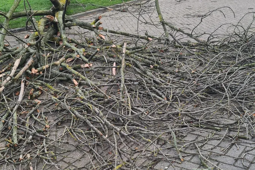 274246461 4908543659265101 4737395582294716750 n