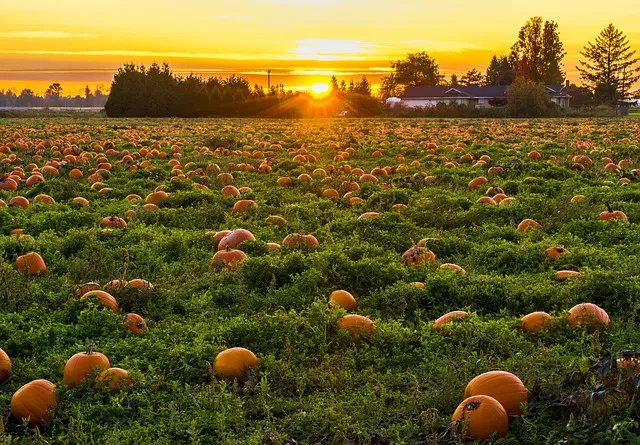 agriculture gcd37b67f7 640