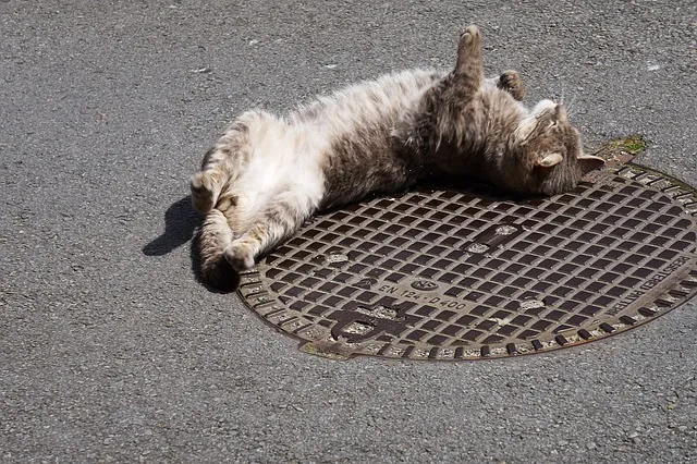 cat g6ac7ac148 640