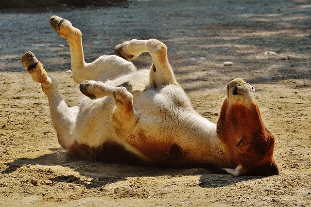 donkey gac0818a70 640