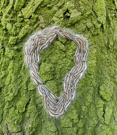 eikenprocessierups 4260017 640