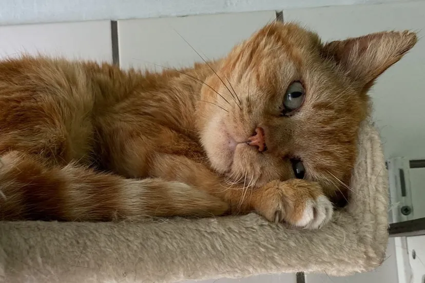 garfield 23 6