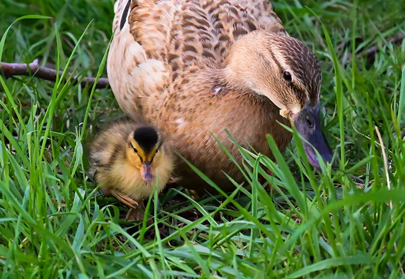 moeder eend met kuiken
