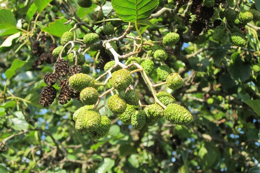 alnus glutinosa 844513