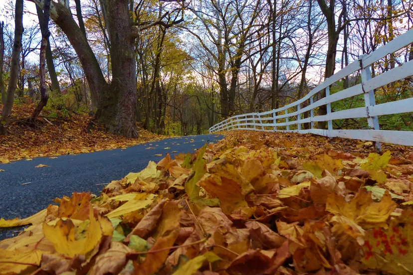 autumn 1416150798dgo