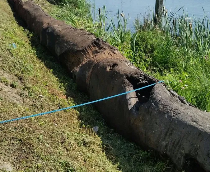 boomstam wolderwijd politie randmeren