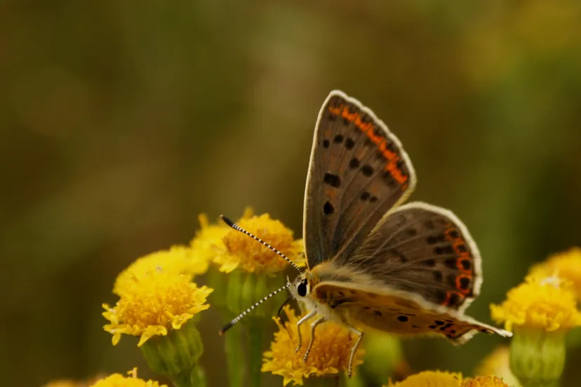 bruine vuurvlinder m bz 1c