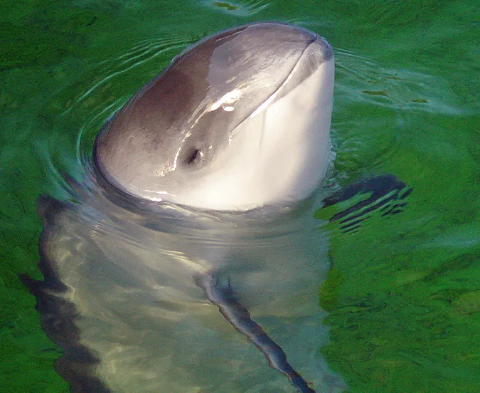 bruinvis dolfijn sos avampiretear wikimedia