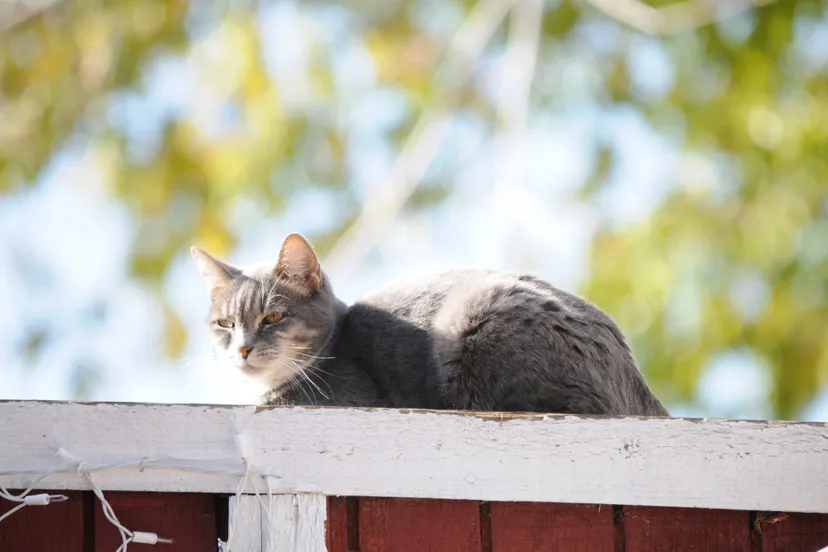 cat on fence
