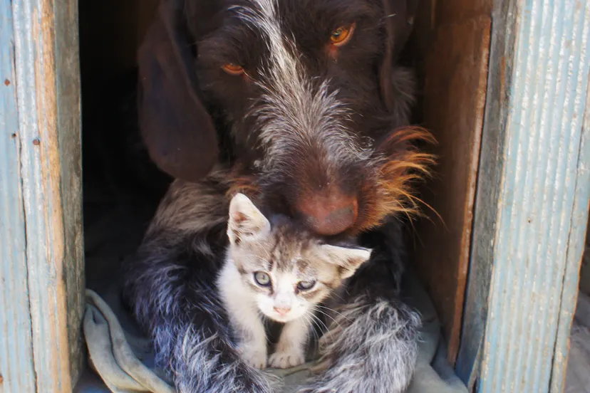 dog and cat 211503