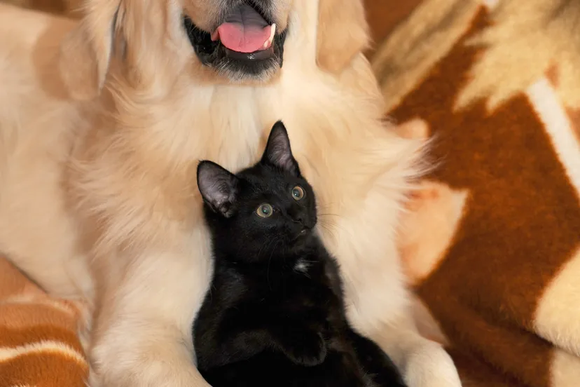 dog and cat 2908810