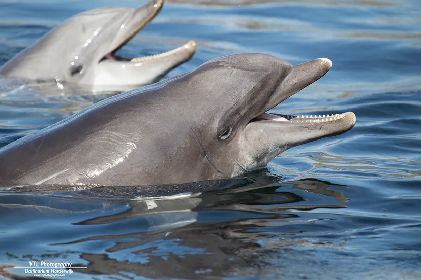 dolfijn skinny dolfinarium harderwijk vtl