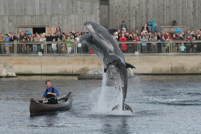 dolfinarium harderwijk