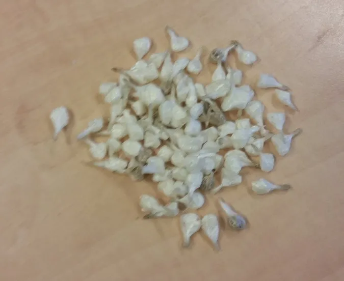 drugs bolletjes vangst tweelingstad wijkagent facebook braakenburg