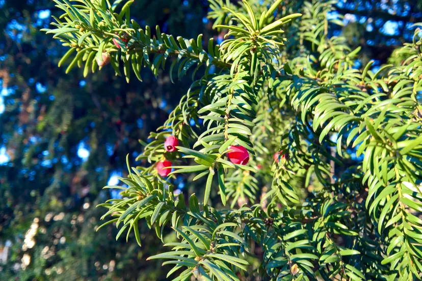 european yew 1880509