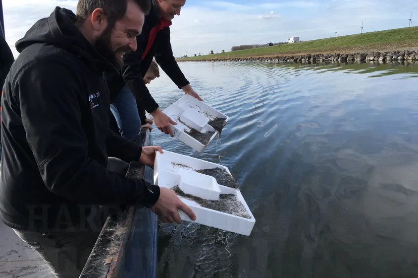 glasaal uitzet harderwijk wolderwijd w hnn