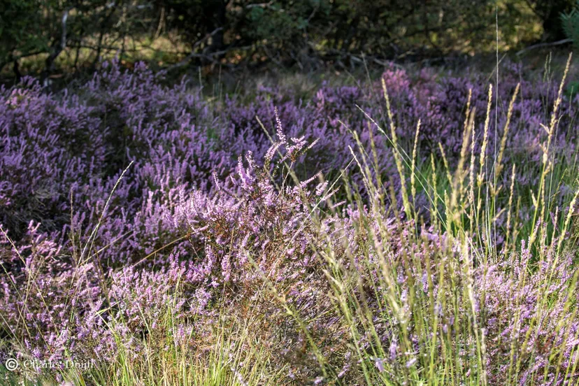 hei charles druijff 6