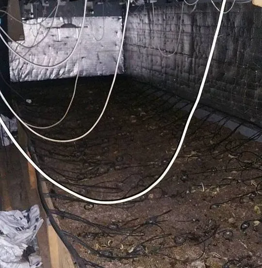 hennepkwekerij stadsdennen fb jurion veenstra