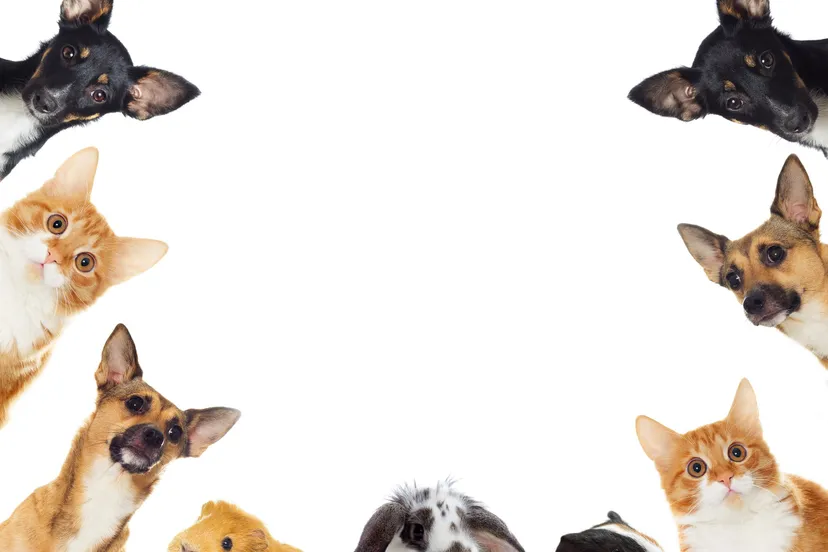 huisdieren canva abo