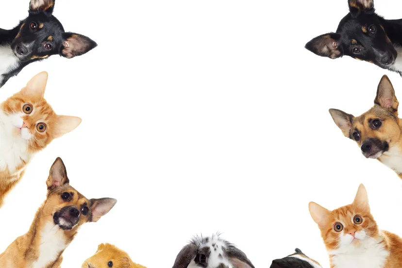 huisdieren canva abo