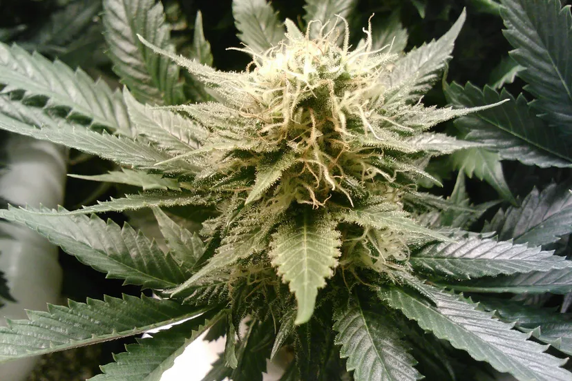 marijuana 269857 1920